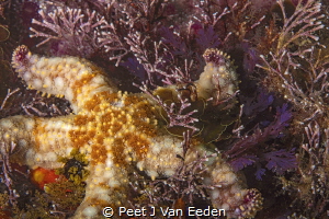 Moving slowly Forward by Peet J Van Eeden 